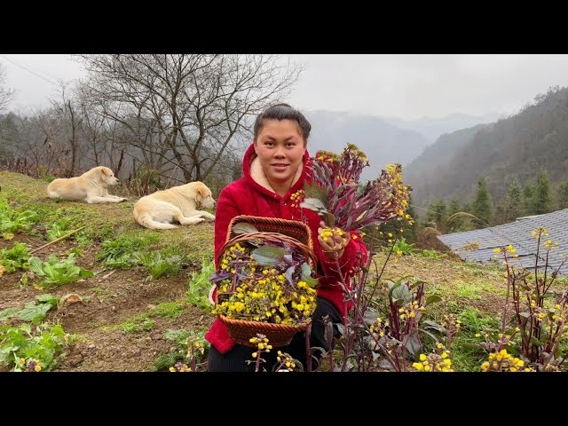 摘了很多红菜花，配着腊肉做个美味下饭菜 Today, I picked a lot of flowers to stir fry bacon