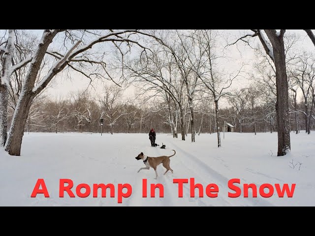 A Romp in the Snow! | Des Moines, IA | VR180