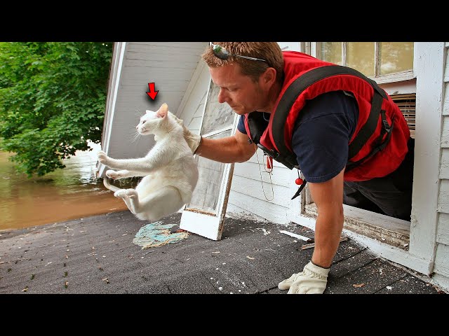 Owner Decided To Get Rid Of His Cat  Just Look At What He Did!