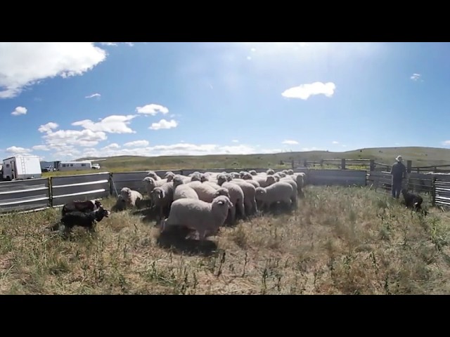 Sheep shearing in Montana 360 video