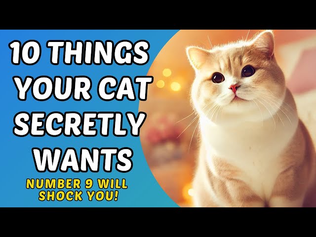 Things Cats LOVE More Than Treats / Cat World Academy