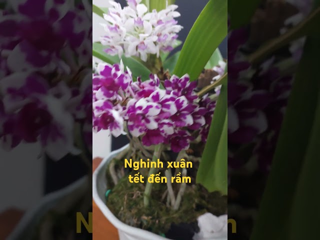 Nghinh xuân trung từ 28 đến nay. #rl3t2 #orchid #flowers