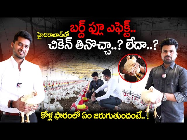 Bird Flu News | Sneha chicken Farms Varun Reddy Exclusive Interview | Roshan Interviews