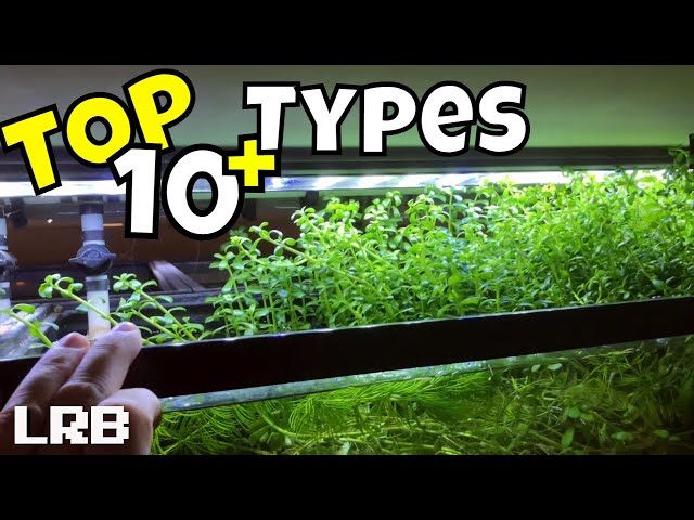 TOP 10 + More Types of Unusual Floating Aquarium Plants NO Substrate Plants!