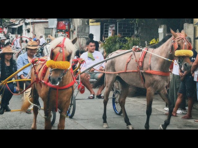 [Salubong] Plaridel Horse Parade