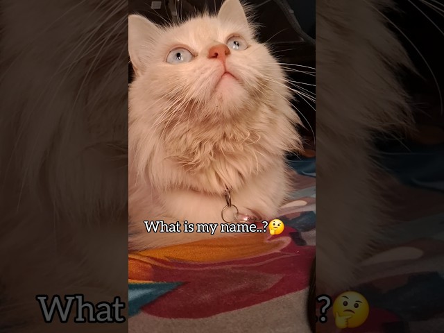 So what's my name..?😸🤔 #cat #cute #fyp #trending #trendingshorts #shorts