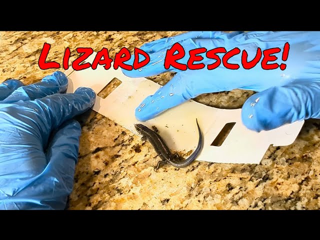 How to Rescue a Lizard, Mouse, or Small Animal from a Glue Trap