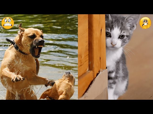 Best Funny Animal Videos of 2024 – Dogs & Cats That Will Make You Laugh!