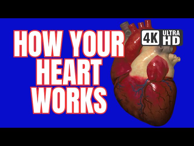 See How Your Heart Works - #4k #3D #animation #heart