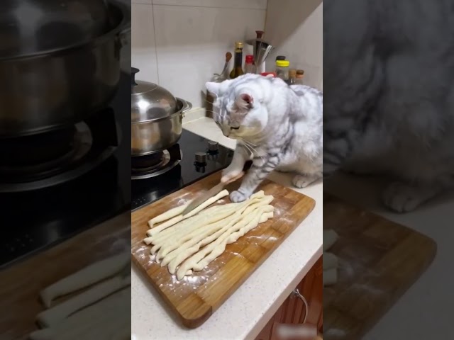 The Fried Dough Sticks Made By The Cat Are So Tempting#cat#catcooking#cutecat#rurallife#ai