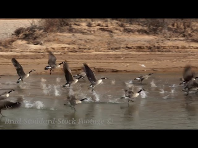 NM023 Canadian Geese takeoff over the Rio Grande, NM preview