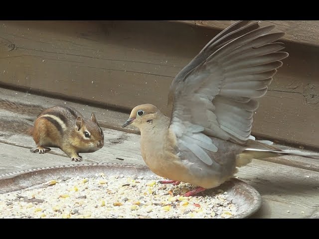 Affrontement: Tamia vs Tourterelle Et Colvert ! Confrontation: Eastern Chipmunk Mourning Dove #funny