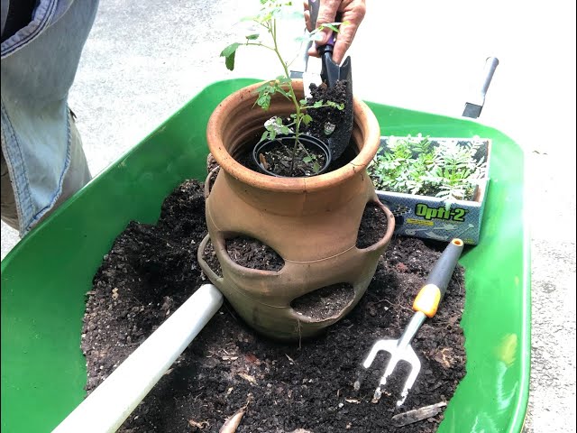 Planting a Strawberry Jar with a Mix of Plants