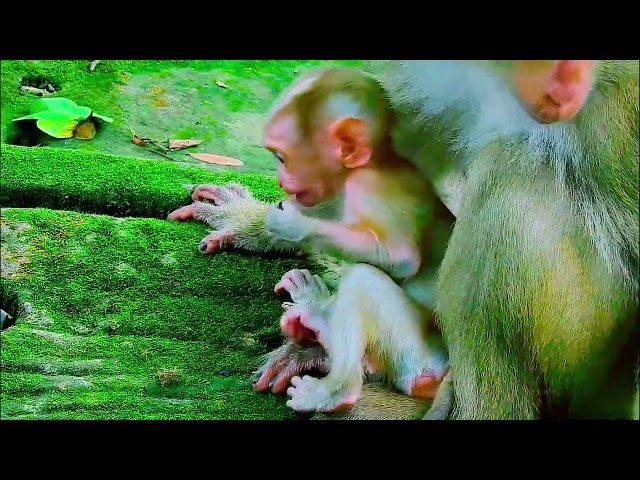 monkey funny video, bibi is very hospitable, cute baby monkey, monkey funny video