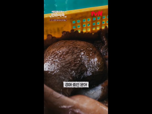 유튜브 화면 뚫고 내게 온 빅빅빅사이즈 대왕문어🐙ㅣ#에드워드리의컨츄리쿡#컨츄리쿡#에드워드리#변요한#고아성#신시아#먹방#맛집#레시피#손맛전수