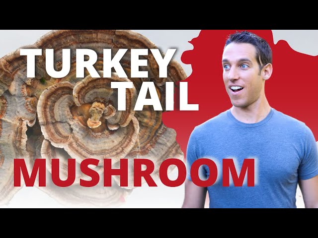 Benefits of Turkey Tail Mushroom & How to Use  (Coriolus Versicolor/Trametes Versicolor)