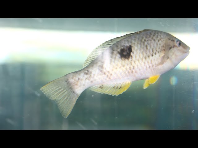 NZMSC - Batham Lab Fish Cam