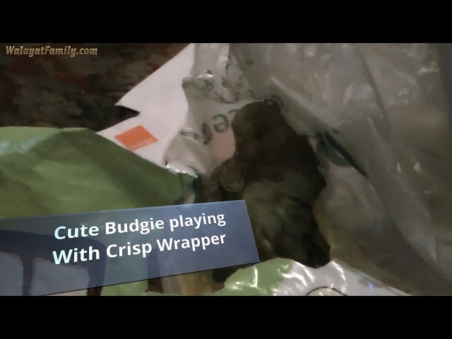 Cute Young Budgie Having Fun Playing in a Crisp Packet