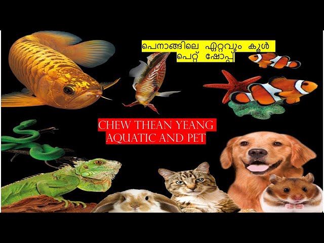 Chew Thean Yeang Aquatic and Pets - Malaysian Pet shop Vlog #video #pets