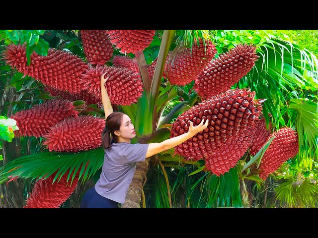 WOMAN Harvesting Wild Pineapple to sell | How to preserve pineapple to keep it delicious and sweet