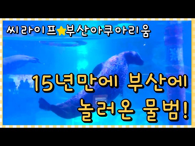 SEALIFE⭐️부산아쿠아리움 서울코엑스 수조확장공사로 15년만에 부산으로 놀러간 물범 친구들