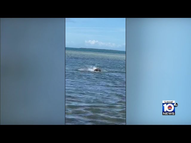 Officials looking into bizarre behavior by fish in Florida Keys