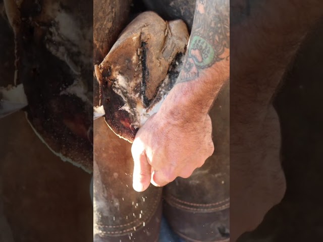 Hoof Restoration! - Full video on the CHANNEL! #shorts #farrier #satisfying #asmr