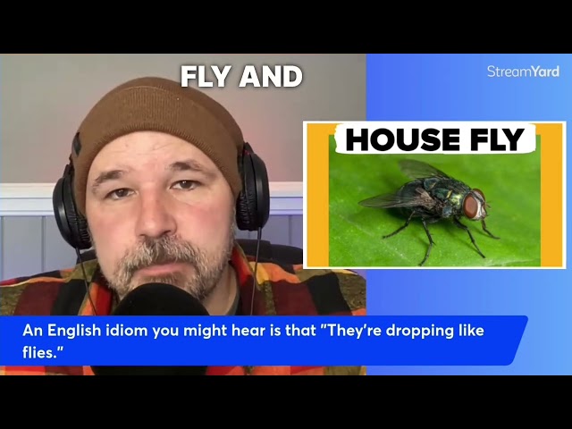 🪰 ENGLISH IDIOM: DROPPING LIKE FLIES