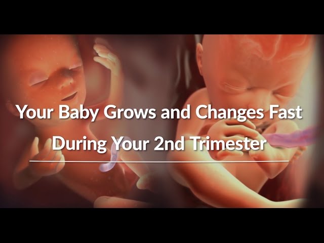 Your Growing Baby's Changes Through the Second Trimester | WebMD