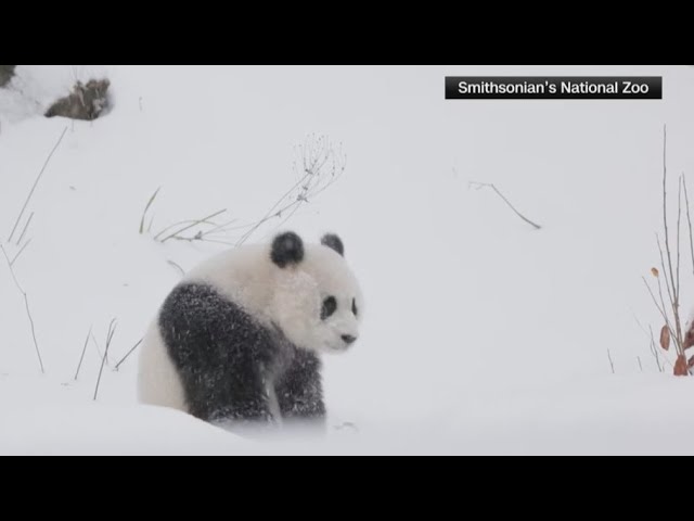 Pandas make their first public appearance at the National Zoo