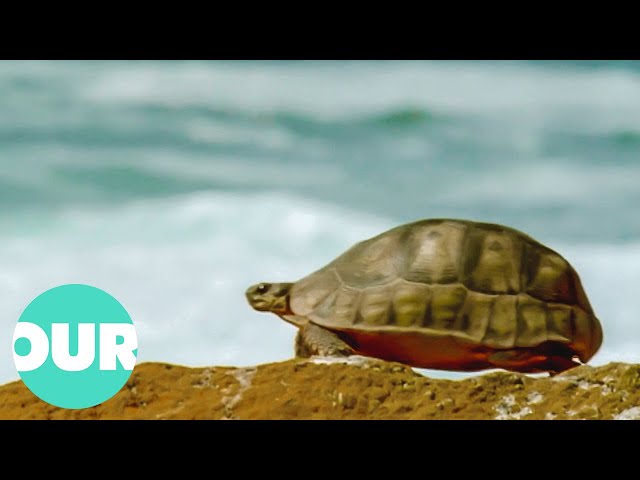 This Video On Turtles Will Change Your Perception Of Them Forever | The Reptiles | Our World