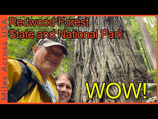 Breathtaking Redwood Forest State And National Park - WOW!