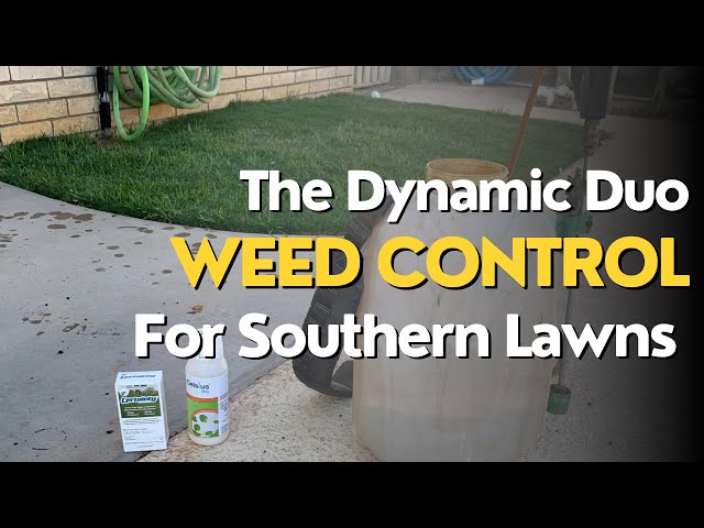 Best Weed Control For Southern Lawns