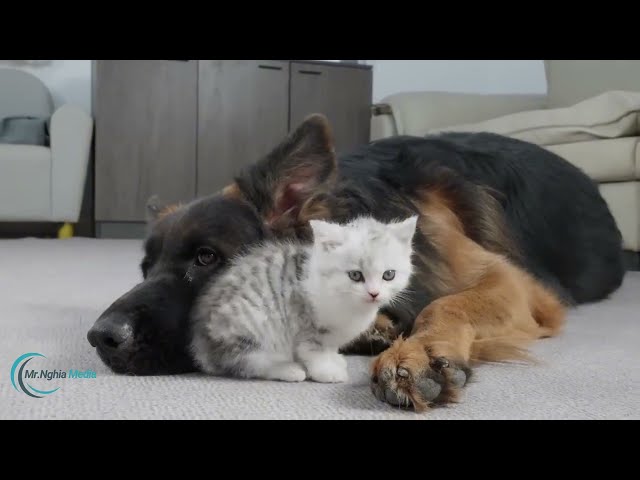 Kittens and German Shepherds What's the Best Combo for Snuggles?