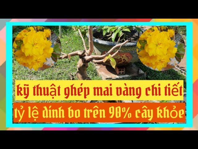 kỹ thuật ghép mai vàng dính bo trên 90% bo khỏe và mạnh