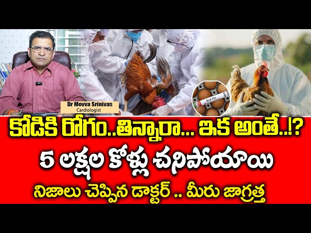 Bird Flu Spreading Across Andhra Pradesh | Real Interesting Facts | Telugu | Dr Movva Srinivas