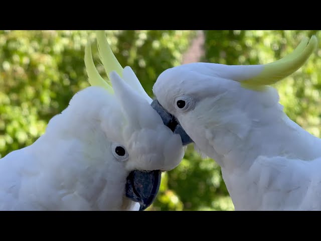 Sulpher Crested Cockatoo Wild Love and Care! All Caught on Camera!