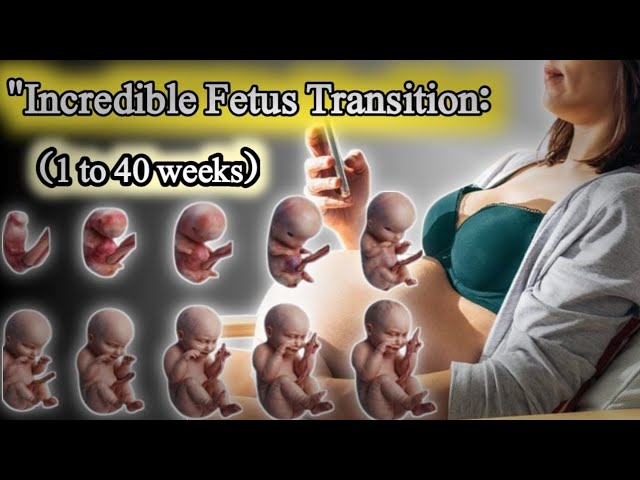 "Incredible Fetus Transition: From Week 4 to 40 🚼 | Baby Growth Secrets Revealed"