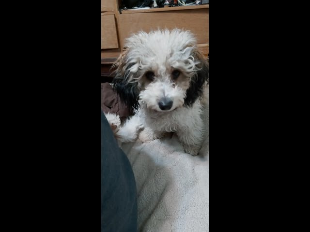 Our Cavapoo "Ellie" in the water