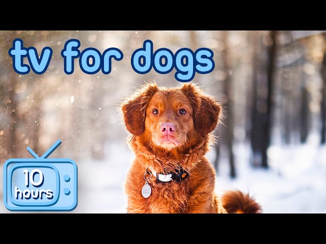 Virtual Dog TV! Prevent Boredom and Stress in Dogs [+ ASMR Music]