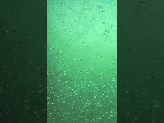 Bubbles in Seattle Lock Fish Ladder