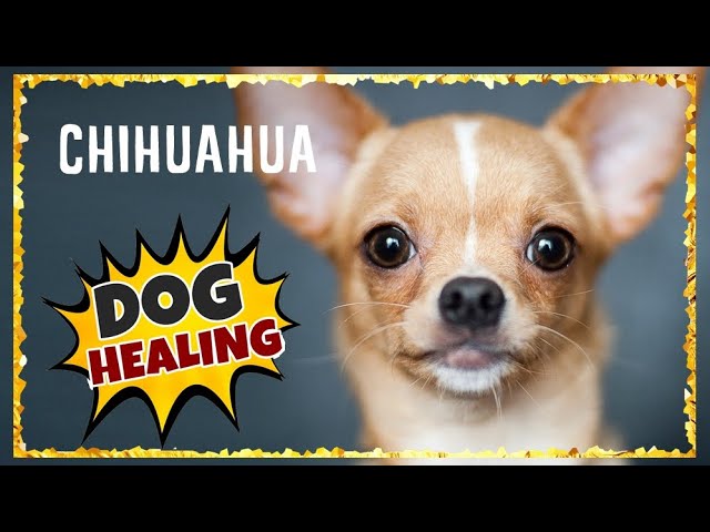 Music for Chihuahuas To Go To Sleep ~ Chihuahua Music for Dogs to relax [MUST TRY]