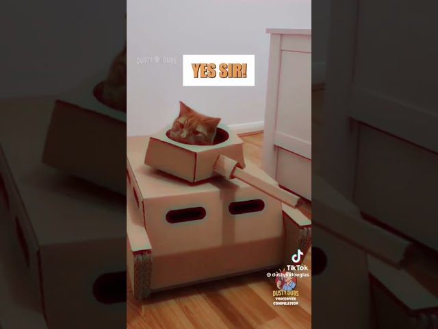 If cats could talk compilation