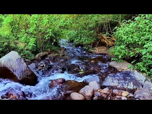 Water Sound Flowing Through Large Rocks/Birds Chirping on Green Tree Branches Magical Natural Sound