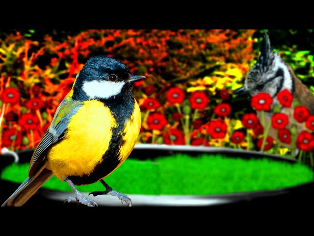 Most Beautiful Birds in the garden!🤩