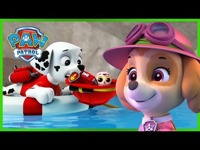 Más de 1 hora de rescates de Skye y Marshall y más - PAW Patrol Episodio Español Español