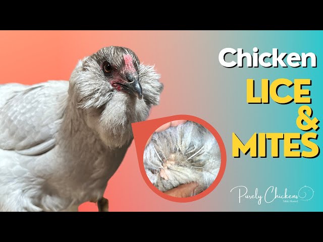 Chicken Mites and Lice