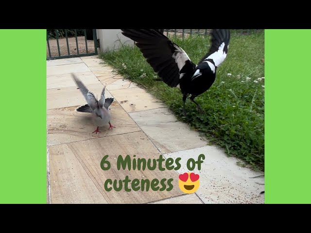 🤣 6 Minutes of funny Pigeons featuring the Magpies #video #youtube #love #birds #videoforcats #love