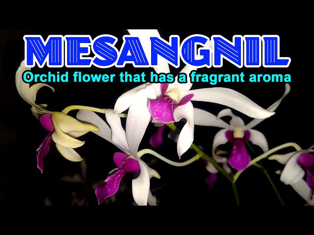 Mesangnil Orchid flower that has a fragrant aroma like perfume