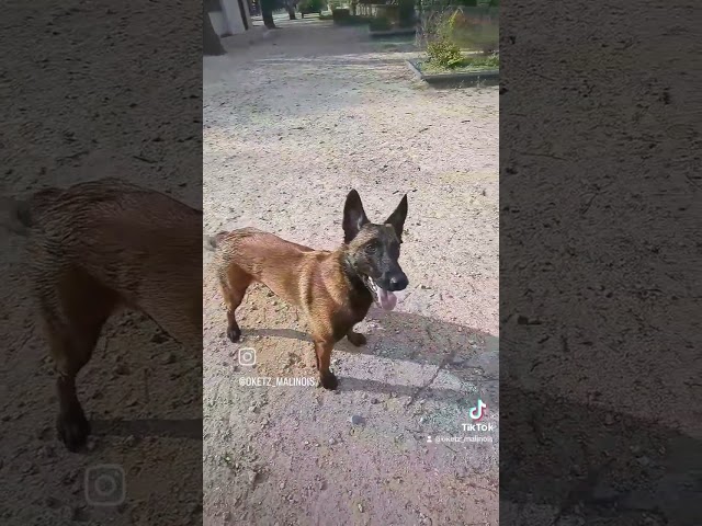 Petit exercice matinale Oketz est connecté a son papa 😇😎🤗🐶❤️  #malinoistraining #malinoisbelgian